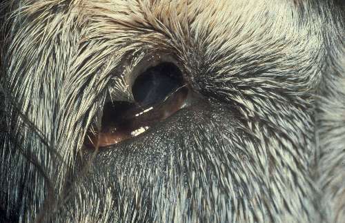 Lidfehlstellung Hund Augen-Tieraztpraxis