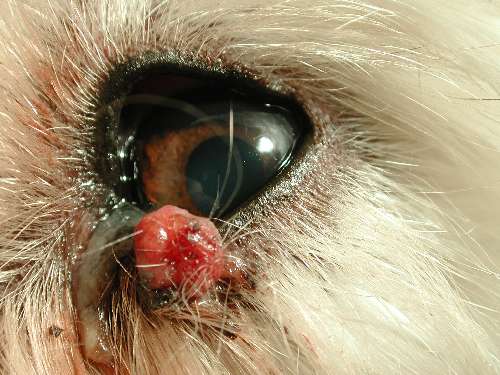 Lidverletzung Augen-Tierarztpraxis