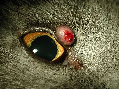 Lidverletzung Augen-Tierarztpraxis