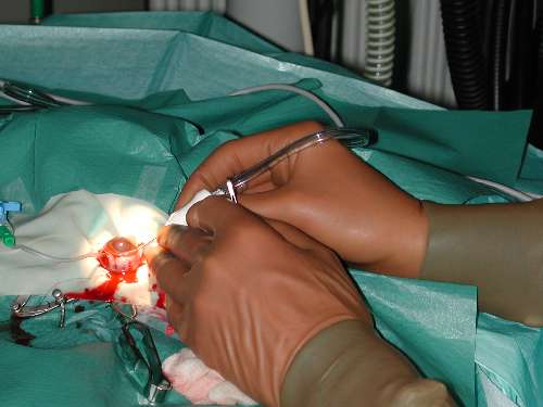 Augenoperationen Tierarztpraxis Allgoewer