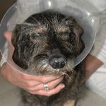 Augenoperation Hunde Augen-Tierarztpraxis