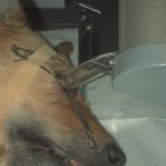 Radiotherapie in der Augen-Tierarztpraxis