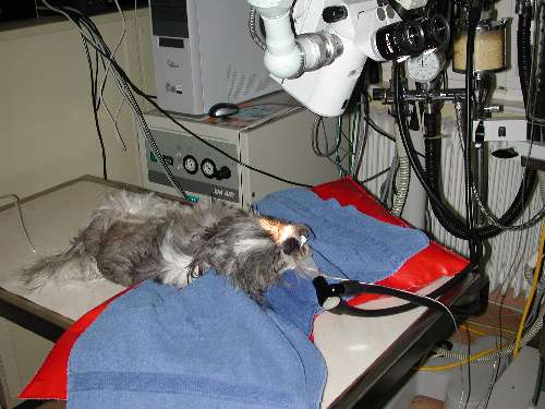 Augenoperation Augen Tierarztpraxis