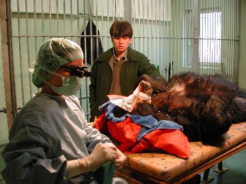 Augenoperation Augen Tierarztpraxis