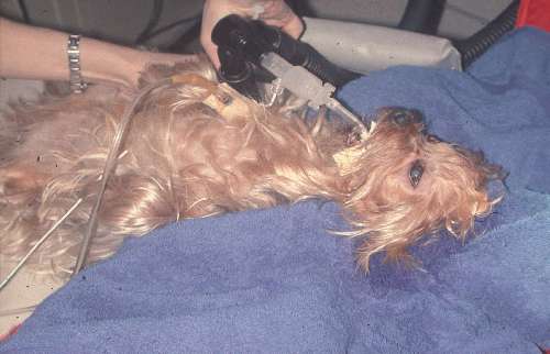 Augenoperation Augen Tierarztpraxis