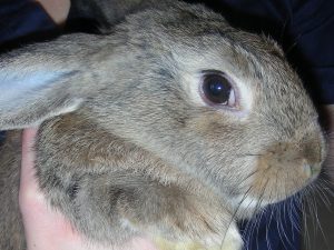 Zwergkaninchen Luna hat Beschwerden durch ein eingerolltes Oberlid