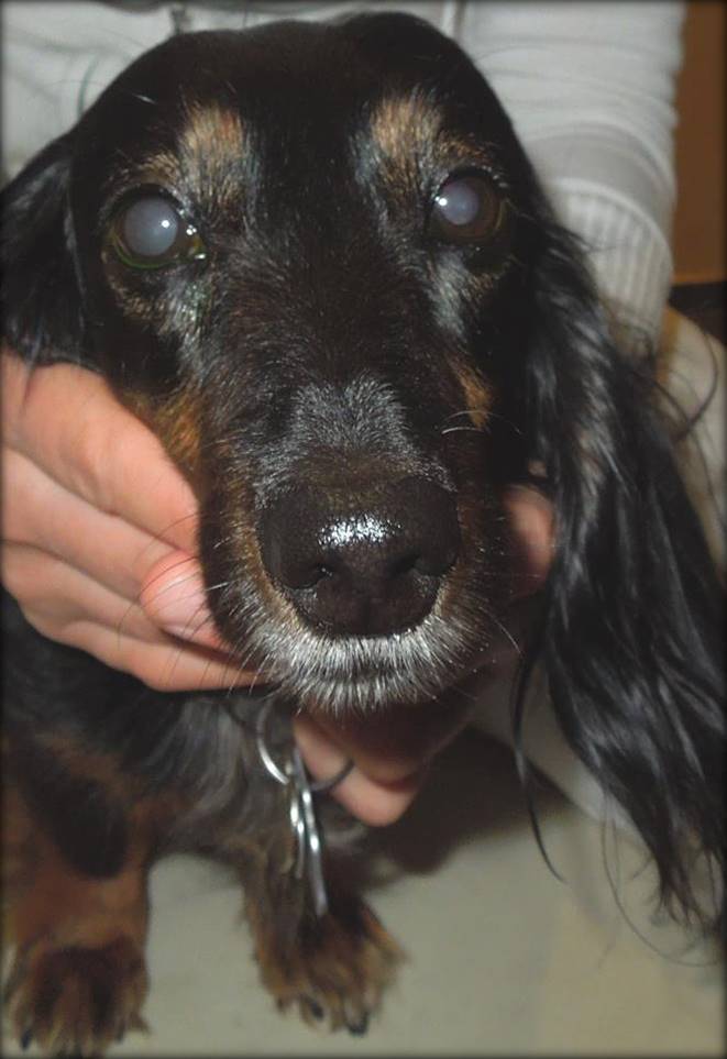 Nicht jede Linsentrübung ist ein Grauer Star Augentierarzt Allgoewer