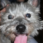 Cairn Terrier Candy