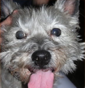 Cairn Terrier Candy hat eine Pigmenterkrankung der Augen, die meist zur Erblindung führt.