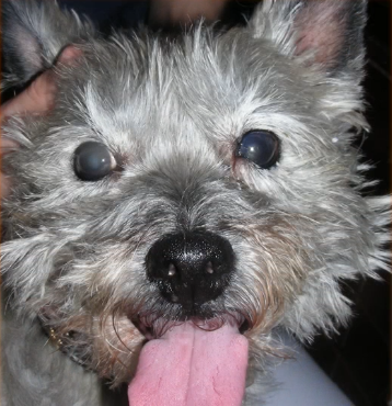 Cairn Terrier Candy