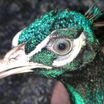 Augenerkrankungen bei Pfauen und Vögel