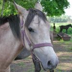 Augenerkrankungen bei Pferden