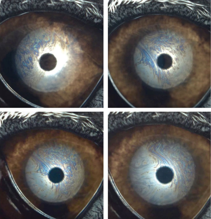 Interferometry Allgoewer