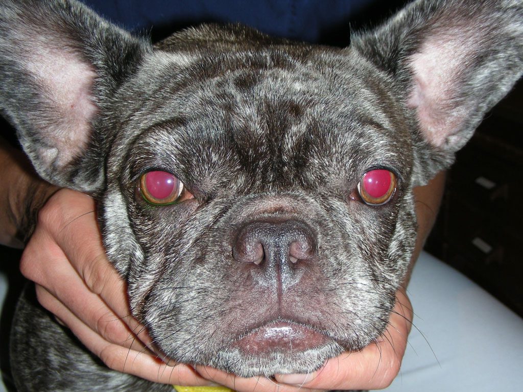 Kundenmeinung Käfer 1