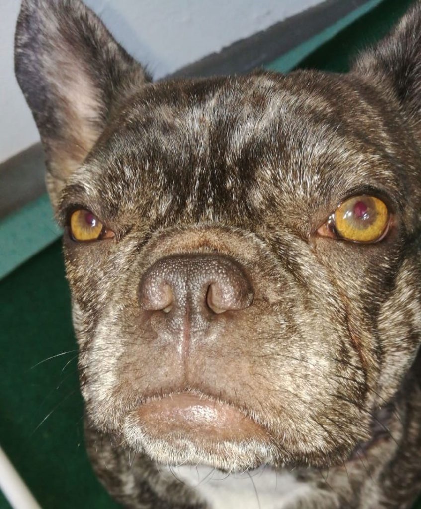 Kundenmeinung Käfer 2