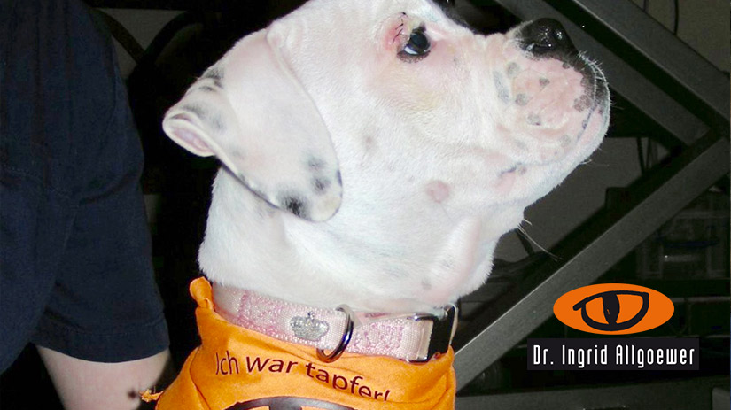 Banner Image Hund Tapfer