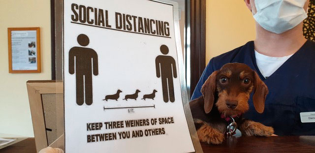 Social Distancing Tieraugen