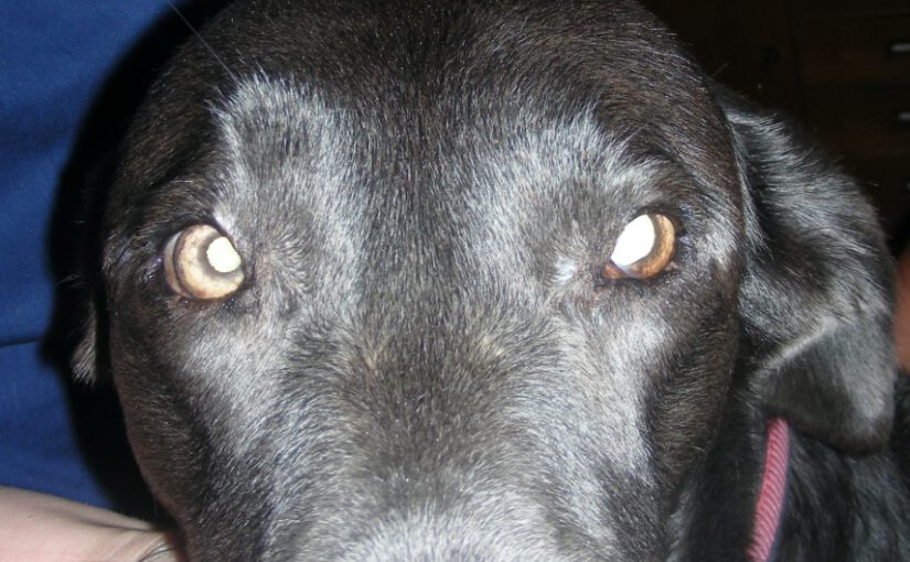Update Jady (4)
