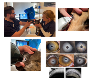 Studie Traenenfilm Tieraugen 12 2023