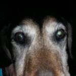 Bruno (1)