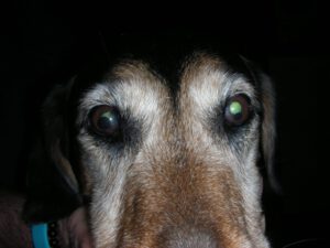 Bruno