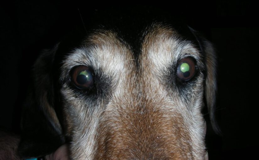 Bruno (1)