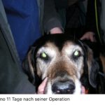 Bruno (10)