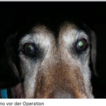 Bruno (3)
