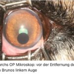 Bruno (6)