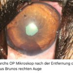Bruno (9)
