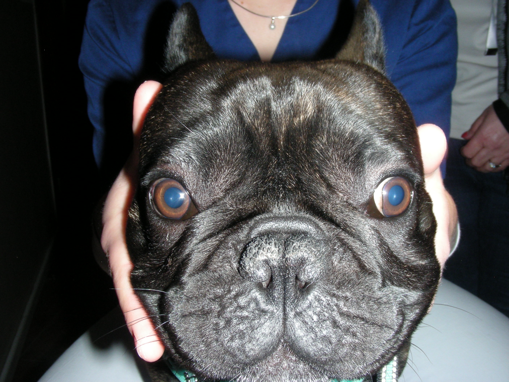Peppi (3)
