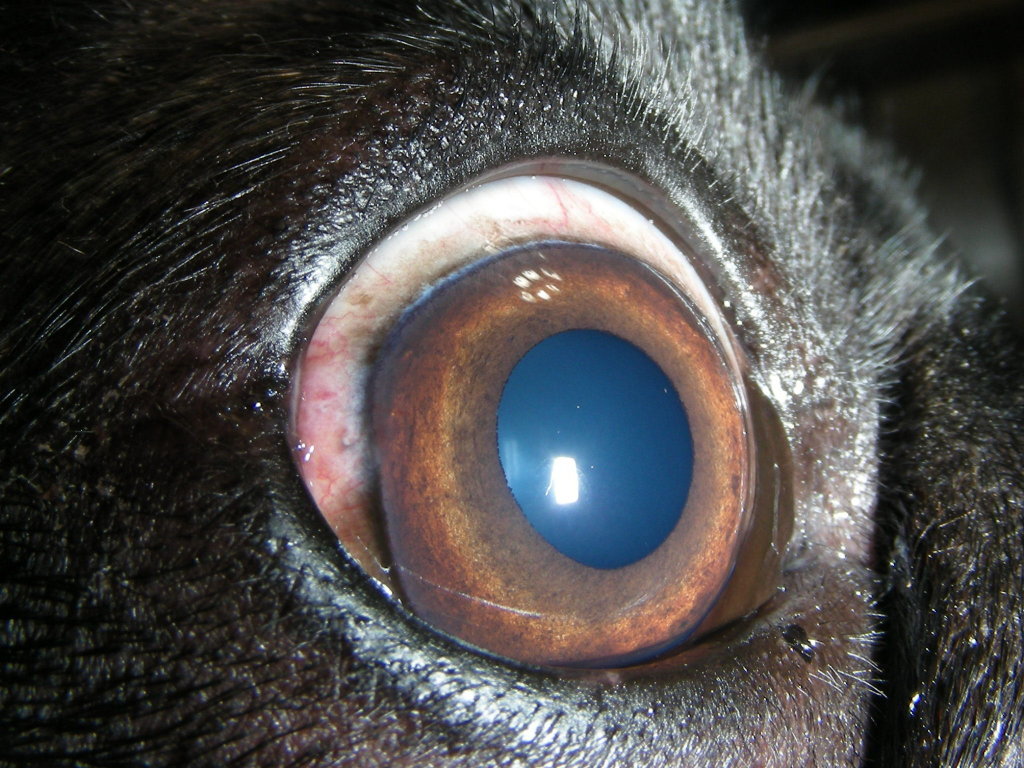 Peppi (4)