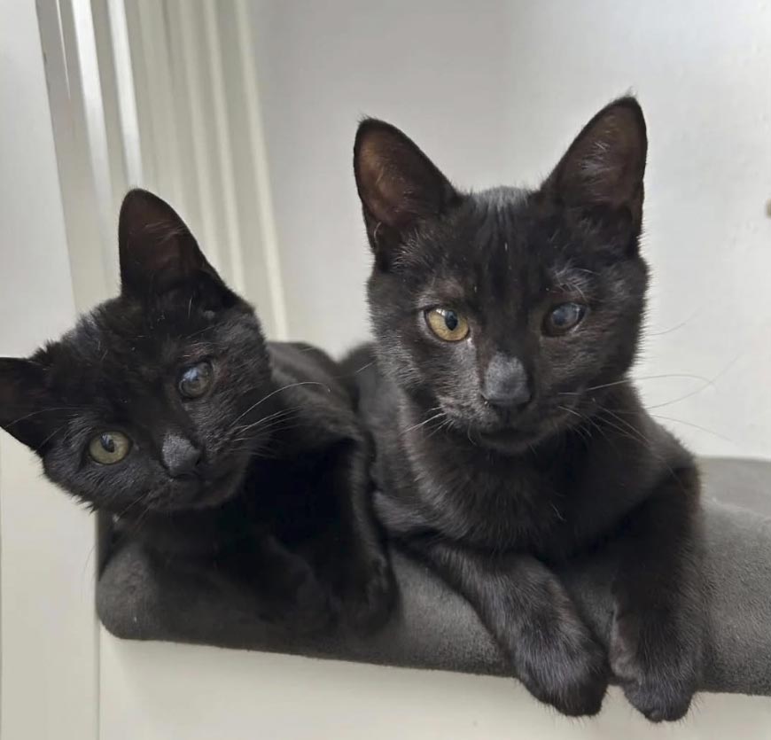 Weihnachtsfeierhinweis Katzen