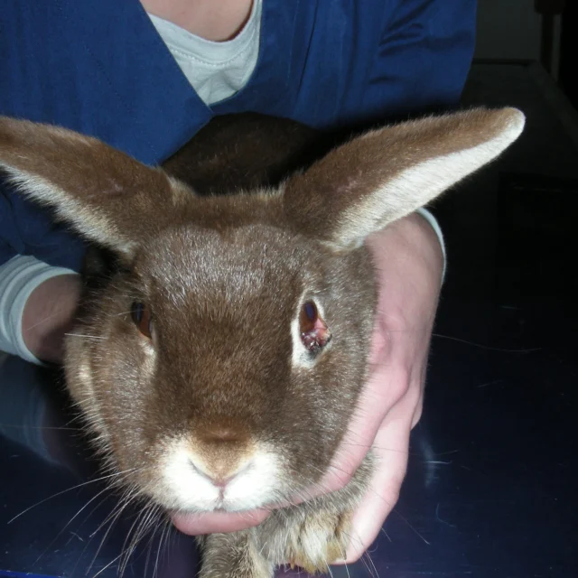 Judy ist 5 Jahre alt und hat ein rasch wachsendes Melanom am Unterlid. Diese Tumore sind beim Kaninchen hochmaligne und sollte so frühzeitig wie möglich entfernt werden.
#augentierarztpraxisdrallgoewer #rabbits #welovewhatwedo