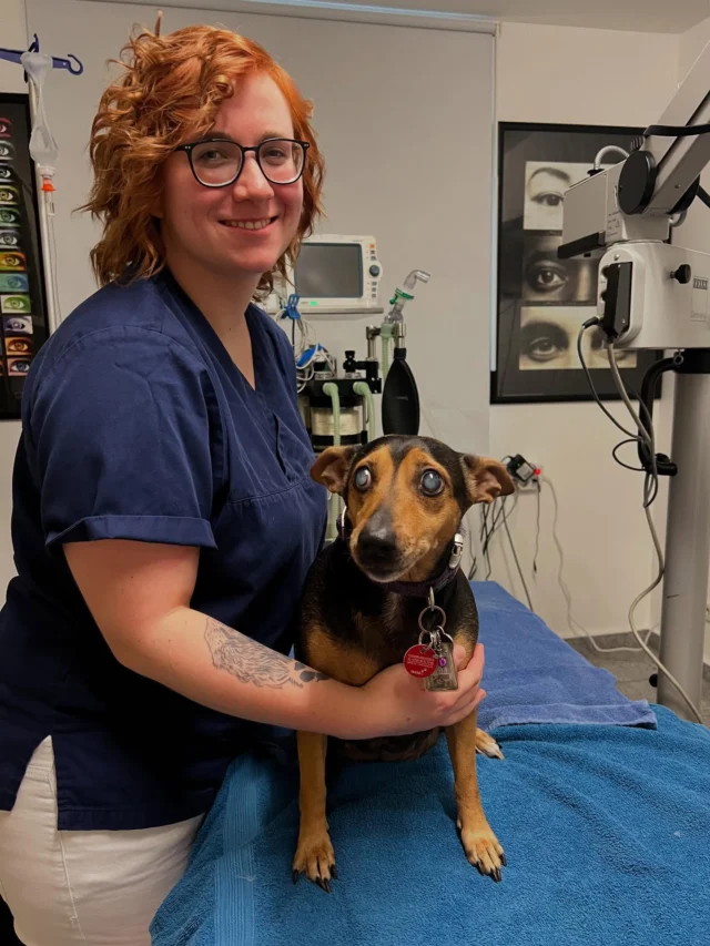 Lucy ist eine 9 Jahre alte Mischlingshündin, die seit 8 Monaten Diabetes hat. Vor 1 Monat ist sie ganz schnell erblindet. Sie hat eine diabetische Katarakt. Das ist typisch für Diabetiker. Bei allen diabetischen Hunden sollten die Augen regelmäßig untersucht werden. Lucy wurde am Grauen Star operiert, es wurden Kunstlinsen eingesetzt. Nun kann sie wieder sehen 😊 #augentierarztpraxisdrallgoewer #diabetes #vision #weloveourpatients