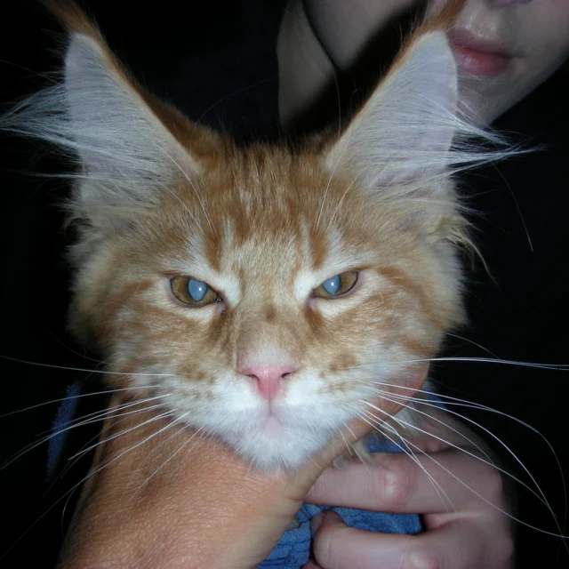 Simba ist erst 3,5 Monate alt und hatte bereits seit Übernahme 2 Wochen zuvor trübe Augen. Wir diagnostnotizierten eine juvenile Katarakt (Grauer Star). Juvenile Katarakte kommen bei Maine Coon Katzen vor (G.Chadieu, 2006). Da Katarakte eine Uveitis (innere Augenentzündung) auslösen können, erhält Simba jetzt bis zu Kataraktoperation Augentropfen.
#augentierarztpraxisdrallgoewer #mainecoonstagram #maincoon #catsworld #catloversworld #catlover #ophthalmology #veterinary